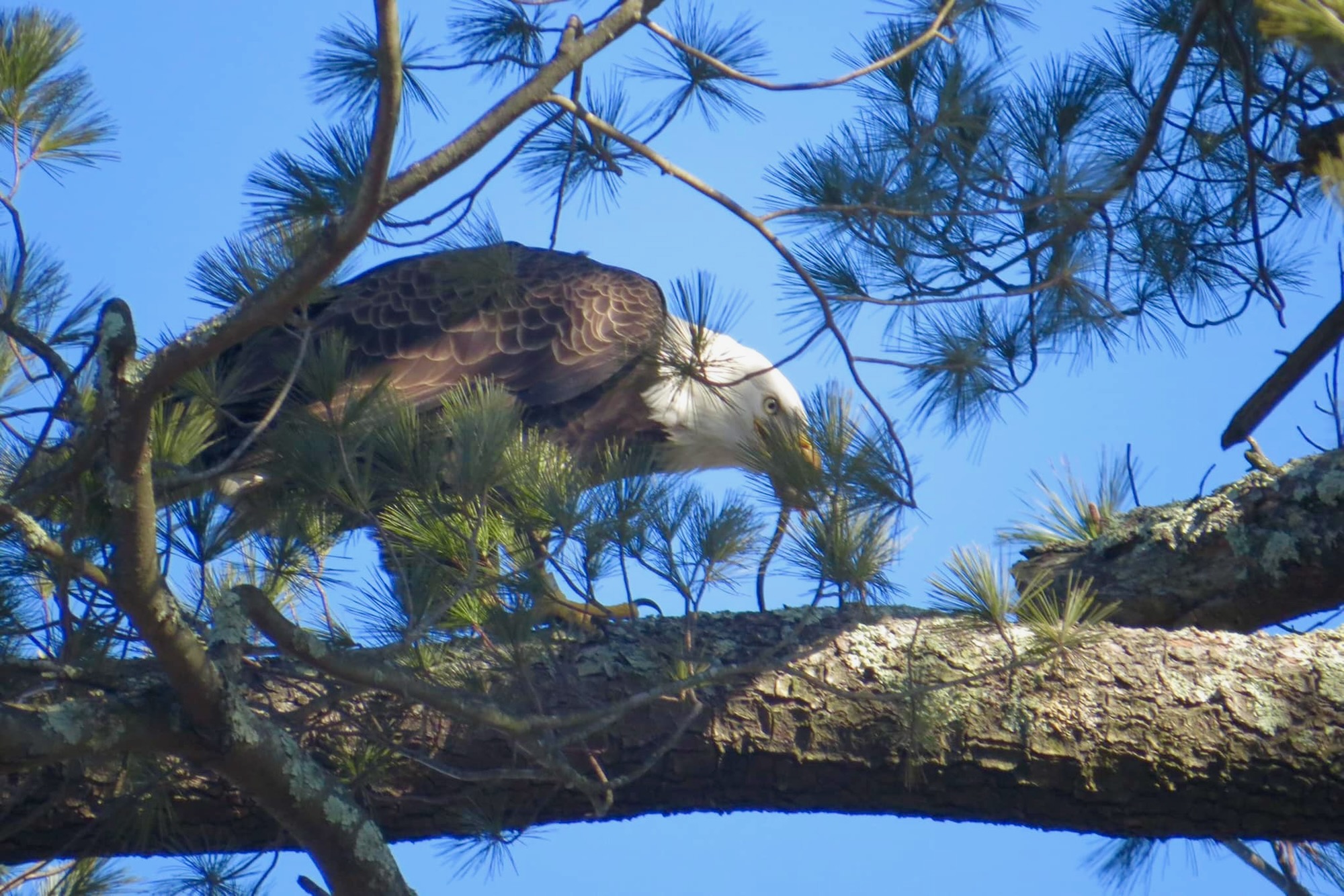 bald-eagle-spotted-on-summer-avenue-the-reading-post